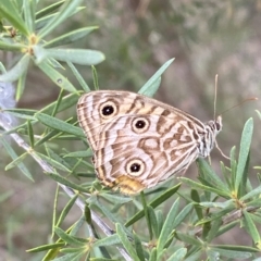 Geitoneura acantha at Jerrabomberra, NSW - 13 Mar 2023