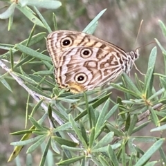 Geitoneura acantha at Jerrabomberra, NSW - 13 Mar 2023