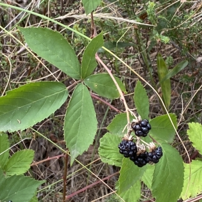 Rubus anglocandicans (Blackberry) at Jerrabomberra, NSW - 13 Mar 2023 by SteveBorkowskis