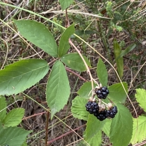 Rubus anglocandicans at Jerrabomberra, NSW - 13 Mar 2023