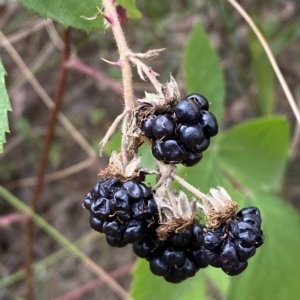 Rubus anglocandicans at Jerrabomberra, NSW - 13 Mar 2023 02:40 PM