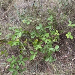 Rubus anglocandicans at Jerrabomberra, NSW - 13 Mar 2023