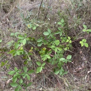 Rubus anglocandicans at Jerrabomberra, NSW - 13 Mar 2023
