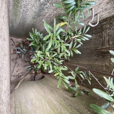 Prunus laurocerasus (Cherry Laurel) at QPRC LGA - 13 Mar 2023 by Steve_Bok