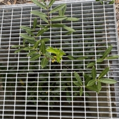 Prunus laurocerasus at Jerrabomberra, NSW - 13 Mar 2023