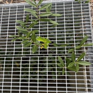 Prunus laurocerasus at Jerrabomberra, NSW - 13 Mar 2023