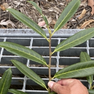 Prunus laurocerasus at Jerrabomberra, NSW - 13 Mar 2023 02:38 PM