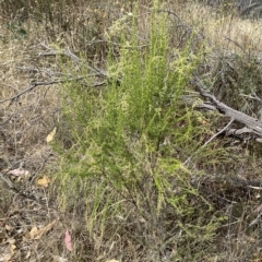 Cassinia sifton (Sifton Bush, Chinese Shrub) at Jerrabomberra, NSW - 13 Mar 2023 by SteveBorkowskis