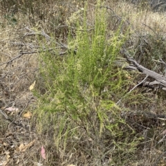 Cassinia sifton (Sifton Bush, Chinese Shrub) at Jerrabomberra, NSW - 13 Mar 2023 by Steve_Bok