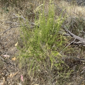 Cassinia sifton at Jerrabomberra, NSW - 13 Mar 2023 02:34 PM