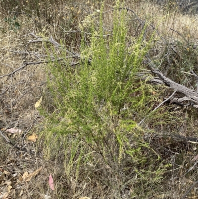 Cassinia sifton (Sifton Bush, Chinese Shrub) at Jerrabomberra, NSW - 13 Mar 2023 by SteveBorkowskis