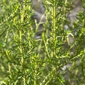 Cassinia sifton at Jerrabomberra, NSW - 13 Mar 2023 02:34 PM