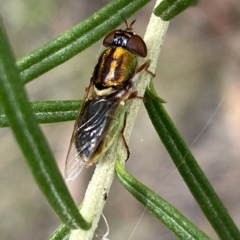 Odontomyia decipiens (Green Soldier Fly) at Jerrabomberra, NSW - 13 Mar 2023 by SteveBorkowskis
