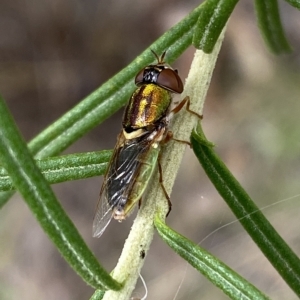 Odontomyia decipiens at Jerrabomberra, NSW - 13 Mar 2023 02:32 PM