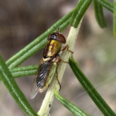 Odontomyia decipiens at Jerrabomberra, NSW - 13 Mar 2023 02:32 PM