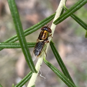 Odontomyia decipiens at Jerrabomberra, NSW - 13 Mar 2023 02:32 PM