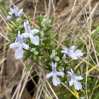 Rosmarinus officinalis (Rosemary) at Jerrabomberra, NSW - 13 Mar 2023 by SteveBorkowskis
