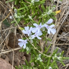 Rosmarinus officinalis at Jerrabomberra, NSW - 13 Mar 2023 02:31 PM