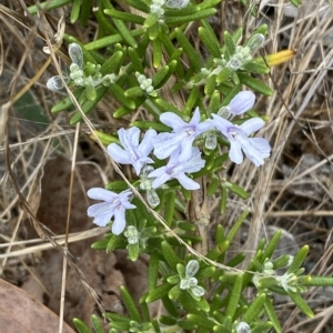 Rosmarinus officinalis at Jerrabomberra, NSW - 13 Mar 2023 02:31 PM