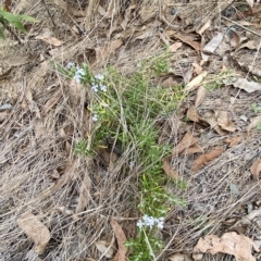 Rosmarinus officinalis at Jerrabomberra, NSW - 13 Mar 2023