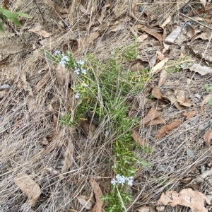 Rosmarinus officinalis at Jerrabomberra, NSW - 13 Mar 2023 02:31 PM