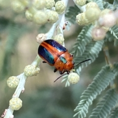 Calomela curtisi (Acacia leaf beetle) at QPRC LGA - 13 Mar 2023 by Steve_Bok