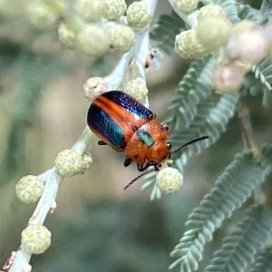 Calomela curtisi at Jerrabomberra, NSW - 13 Mar 2023 02:28 PM