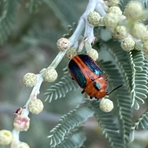 Calomela curtisi at Jerrabomberra, NSW - 13 Mar 2023 02:28 PM