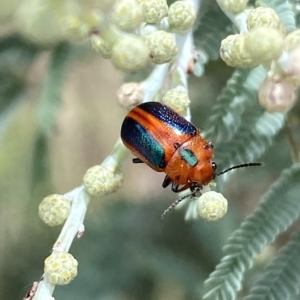 Calomela curtisi at Jerrabomberra, NSW - 13 Mar 2023 02:28 PM