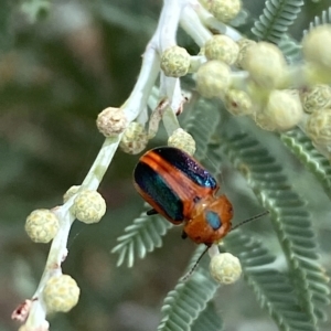 Calomela curtisi at Jerrabomberra, NSW - 13 Mar 2023 02:28 PM