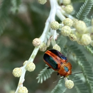 Calomela curtisi at Jerrabomberra, NSW - 13 Mar 2023 02:28 PM