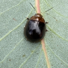 Paropsisterna cloelia (Eucalyptus variegated beetle) at Jerrabomberra, NSW - 13 Mar 2023 by SteveBorkowskis
