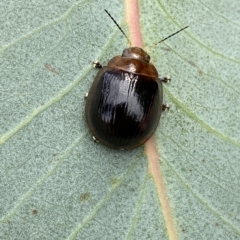 Paropsisterna cloelia (Eucalyptus variegated beetle) at QPRC LGA - 13 Mar 2023 by Steve_Bok