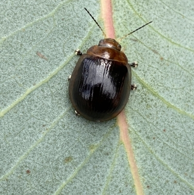 Paropsisterna cloelia (Eucalyptus variegated beetle) at Jerrabomberra, NSW - 13 Mar 2023 by SteveBorkowskis