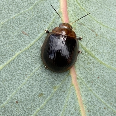 Paropsisterna cloelia (Eucalyptus variegated beetle) at QPRC LGA - 13 Mar 2023 by Steve_Bok