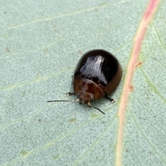 Paropsisterna cloelia at Jerrabomberra, NSW - 13 Mar 2023