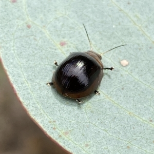 Paropsisterna cloelia at Jerrabomberra, NSW - 13 Mar 2023