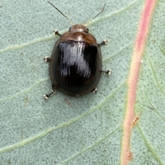 Paropsisterna cloelia at Jerrabomberra, NSW - 13 Mar 2023