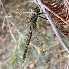 Hemicordulia tau (Tau Emerald) at QPRC LGA - 13 Mar 2023 by Steve_Bok