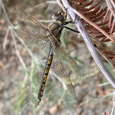 Hemicordulia tau (Tau Emerald) at Jerrabomberra, NSW - 13 Mar 2023 by Steve_Bok