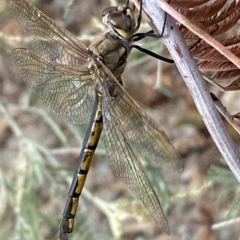 Hemicordulia tau at Jerrabomberra, NSW - 13 Mar 2023