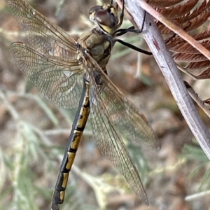 Hemicordulia tau at Jerrabomberra, NSW - 13 Mar 2023