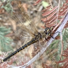 Hemicordulia tau at Jerrabomberra, NSW - 13 Mar 2023 02:22 PM