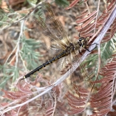 Hemicordulia tau at Jerrabomberra, NSW - 13 Mar 2023