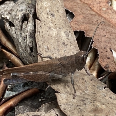 Goniaea opomaloides (Mimetic Gumleaf Grasshopper) at Jerrabomberra, NSW - 13 Mar 2023 by SteveBorkowskis