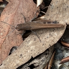 Goniaea opomaloides at Jerrabomberra, NSW - 13 Mar 2023