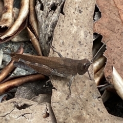 Goniaea opomaloides at Jerrabomberra, NSW - 13 Mar 2023