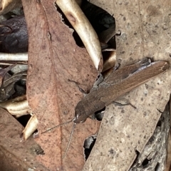 Goniaea opomaloides at Jerrabomberra, NSW - 13 Mar 2023