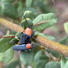 Chauliognathus tricolor (Tricolor soldier beetle) at QPRC LGA - 13 Mar 2023 by Steve_Bok