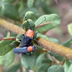 Chauliognathus tricolor (Tricolor soldier beetle) at Jerrabomberra, NSW - 13 Mar 2023 by SteveBorkowskis